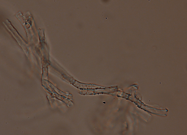 Altra crosta bianca-10 febbr.-(Phanerochaete tubercolata)